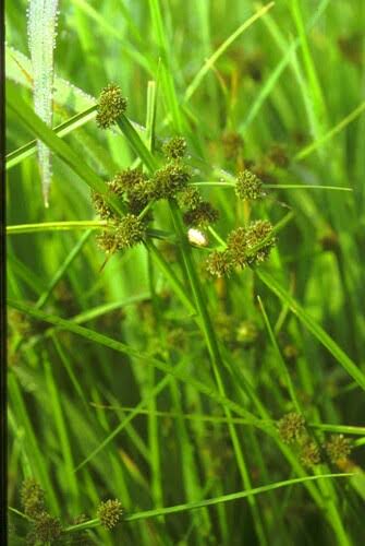 Cyperus difformis